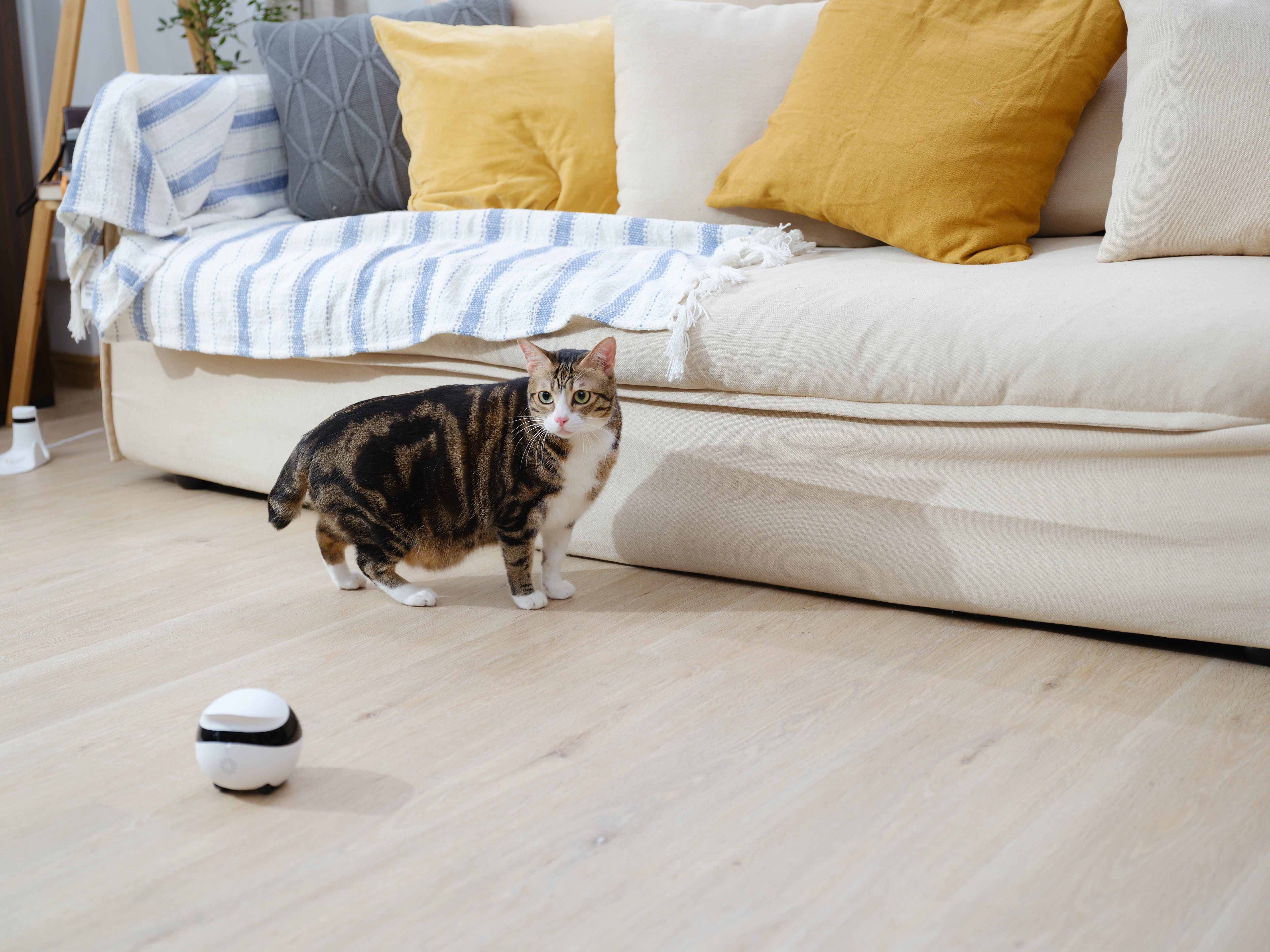 Let technology take care of your pet’s daily life