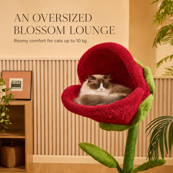 Bloom Collection | Monster Bloom